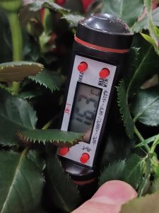 Температурные правила перевозки растений и цветов в рефрижераторах Температурный режим при перевозке растений и цветов в рефрижераторах